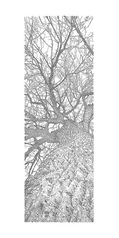 Forest For The Trees 4/5 - Art Print