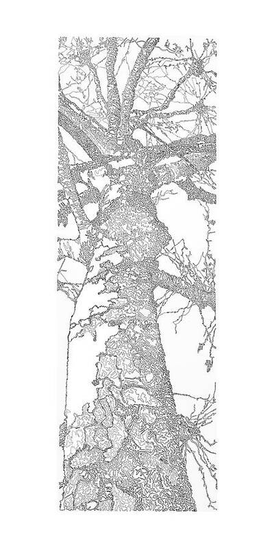 Forest For The Trees 1/5 - Art Print